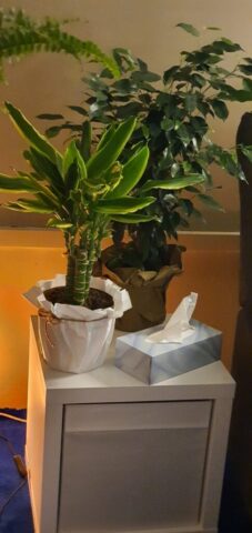 żywa roślinność natura bio-medica Hipnoterapia Kielce